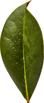 leaf