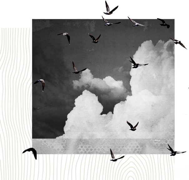 birds flying in an cloudy sky