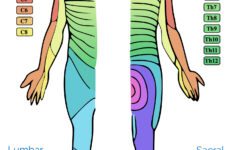 Dermatomes And Myotomes Anatomy Geeky Medics