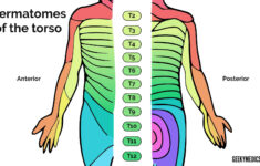 Dermatomes And Myotomes Sensation Anatomy Geeky Medics