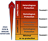 Threshold hypothesis regarding achieving >80% protective