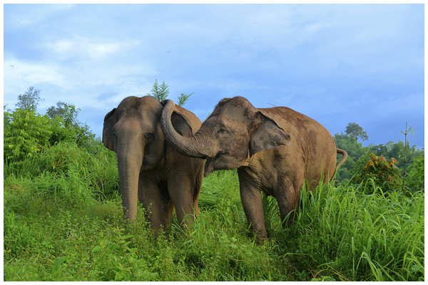 Physical contact between elephants following distress included trunk touches to the genitals, mouth and the rest of the head (as seen here).