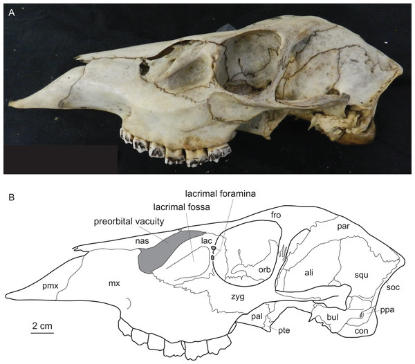 Diagnostic cranial characters of cervids.