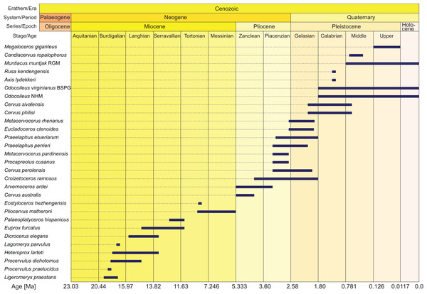 Age ranges of fossil cervids.