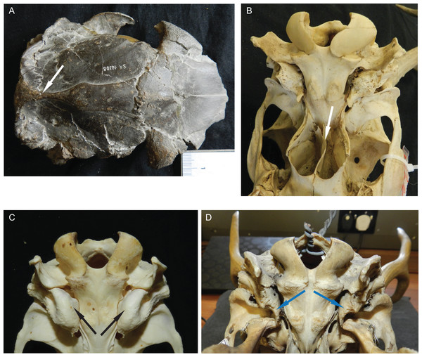 Details of the cervid cranial anatomy.