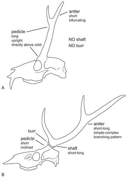 Cervid antler evolution.