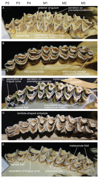 Details of the upper dentition.