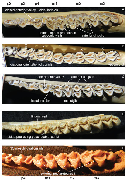 Details of the lower dentition.