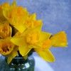 daffodilcottage