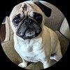 lovepugs84