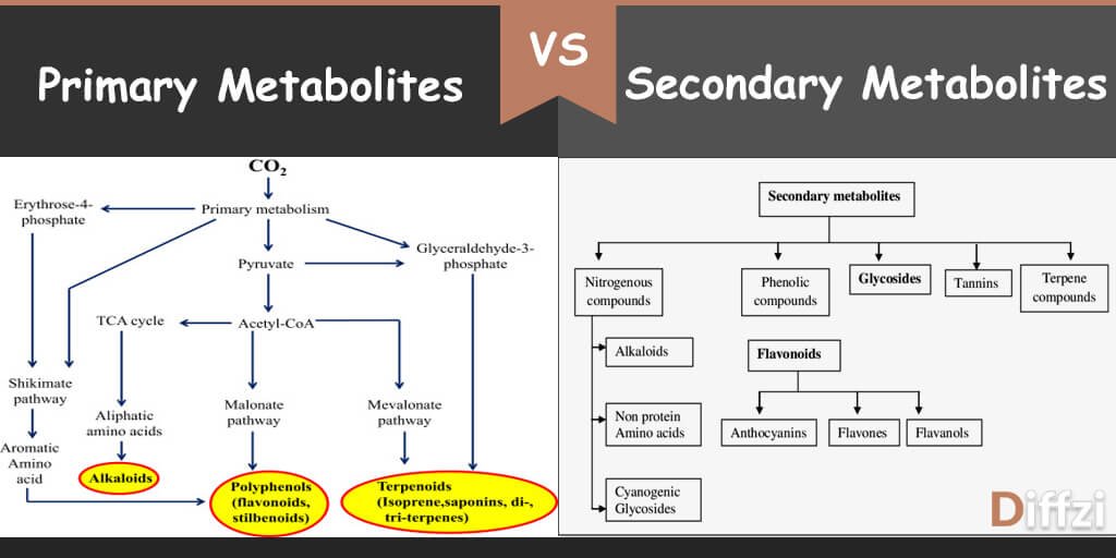 Primary Metabolites vs. Secondary Metabolites