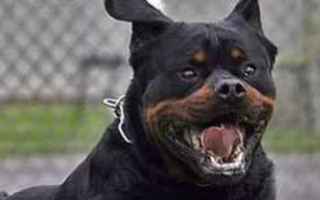 Animali: rottweiler  cane