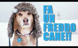 Perchè si usa l'espressione "Fa un freddo cane"?