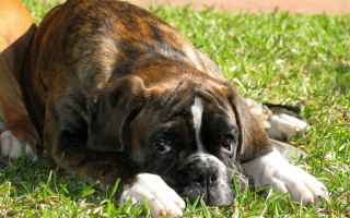 cane  cani  uomo  lezioni  fedeltà