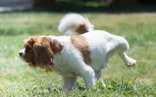 Insegnare al cane a fare i bisogni sulla traversina. Esempio pratico