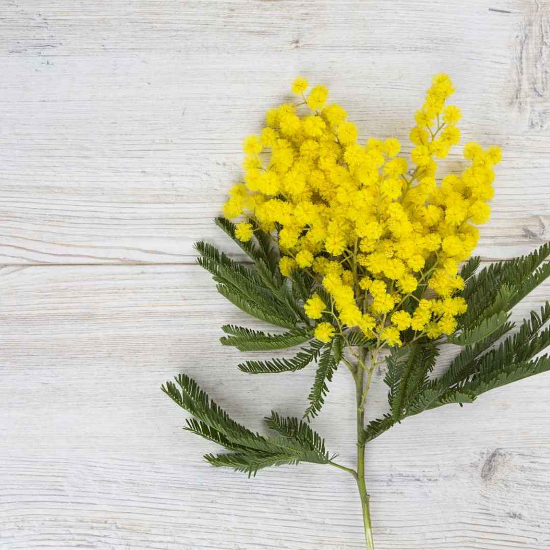 Festa della donna, una giornata per imparare e riflettere