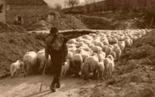 management  leadership  sheepdog