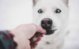 I benefici di un'alimentazione naturale e varia: il benessere del tuo cane in primo piano