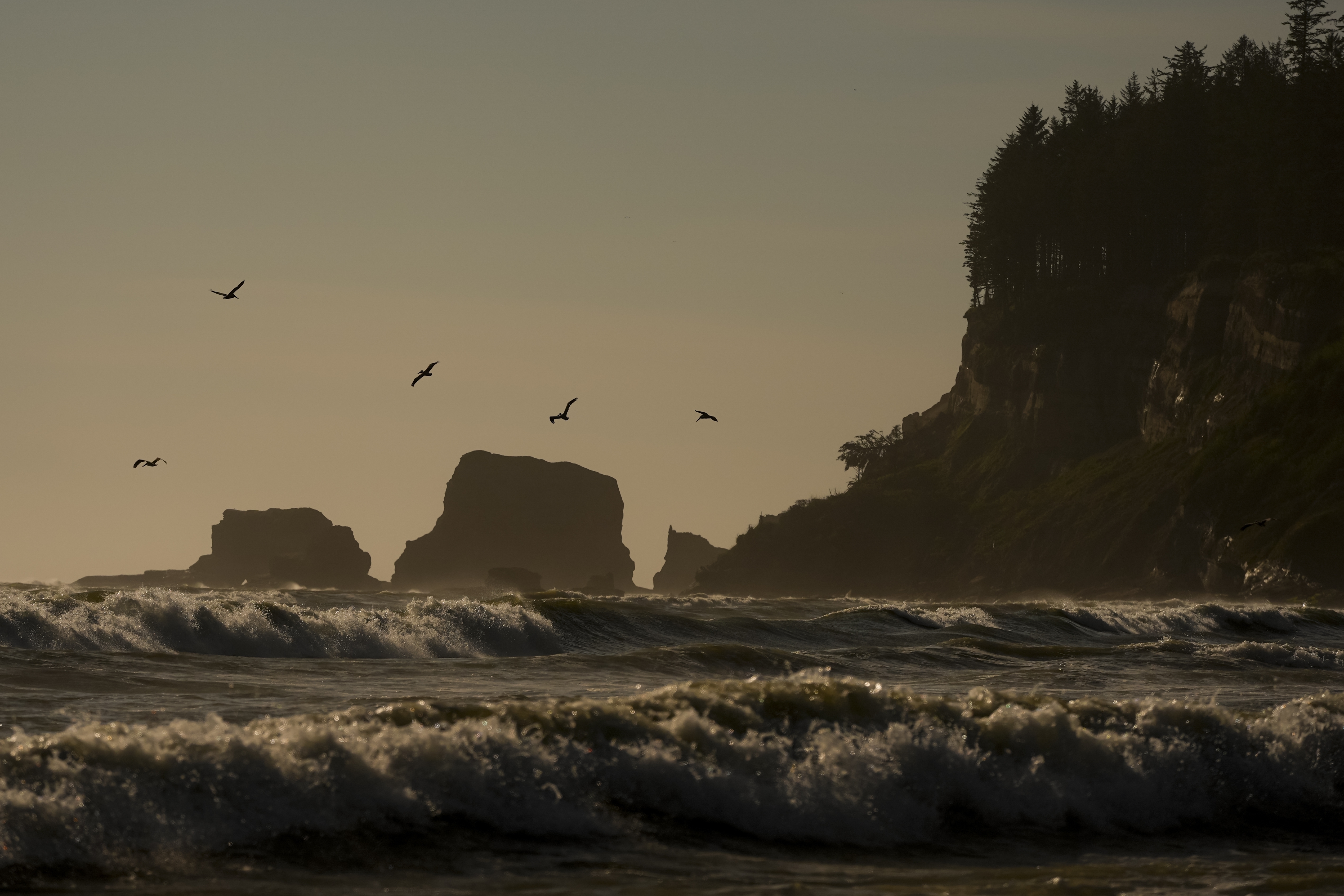 Pelicans fly near the shore as waves from the Pacific Ocean roll in Tuesday, May 14, 2024, on the Quinault reservation in Taholah, Wash. Facing increased flooding from a rising Pacific, the tribe has been working for over a decade to relocate Taholah, their largest village, to a new site on higher ground. (AP Photo/Lindsey Wasson)