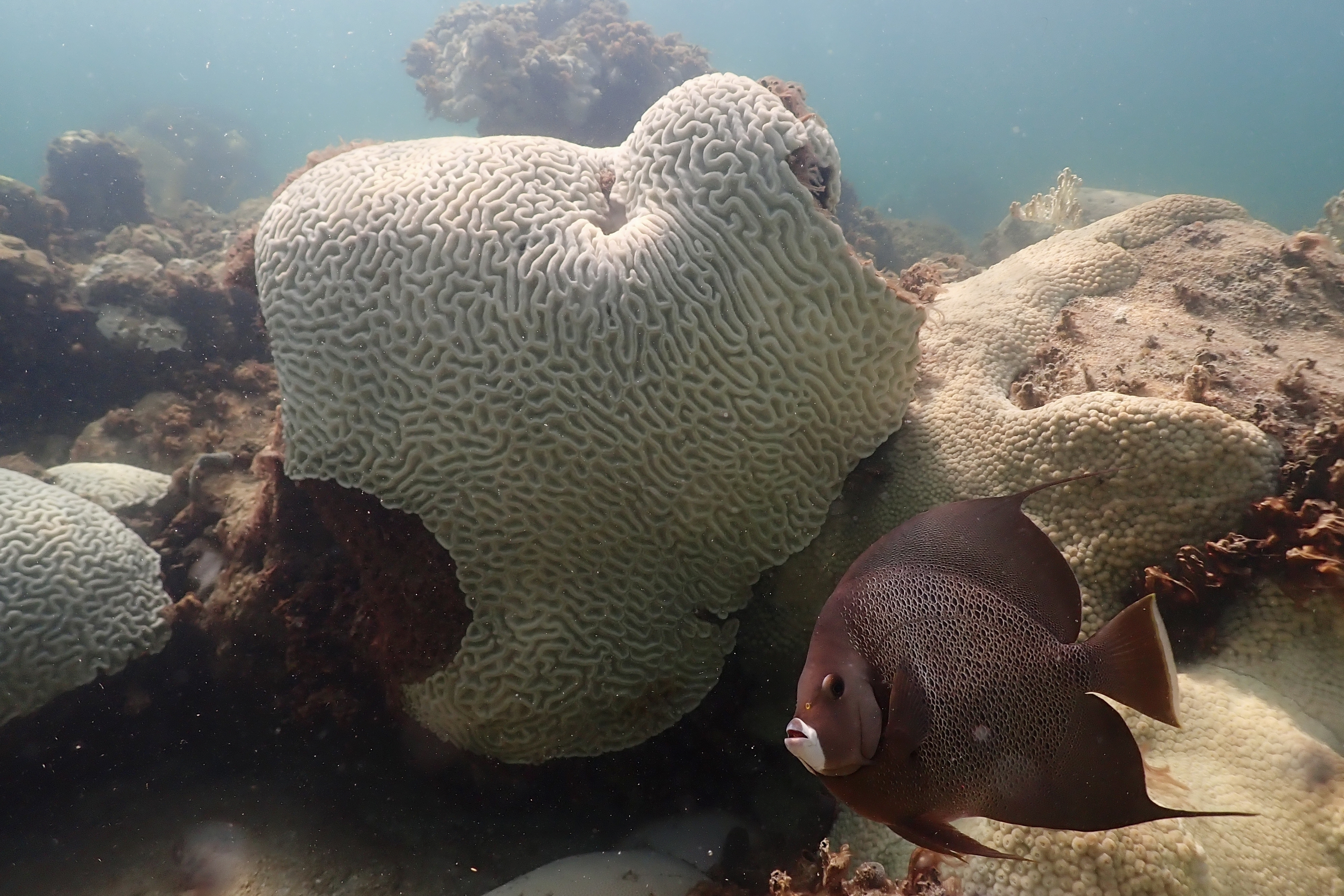 FILE - In this image provide by NOAA, a fish swims near coral showing signs of bleaching at Cheeca Rocks off the coast of Islamorada, Fla., on July 23, 2023. Coral reef experts say the combination of record ocean temperatures and the boost of heating from El Nino have led to a major global bleaching event threatening and at times killing vulnerable coral. (Andrew Ibarra/NOAA via AP, File)