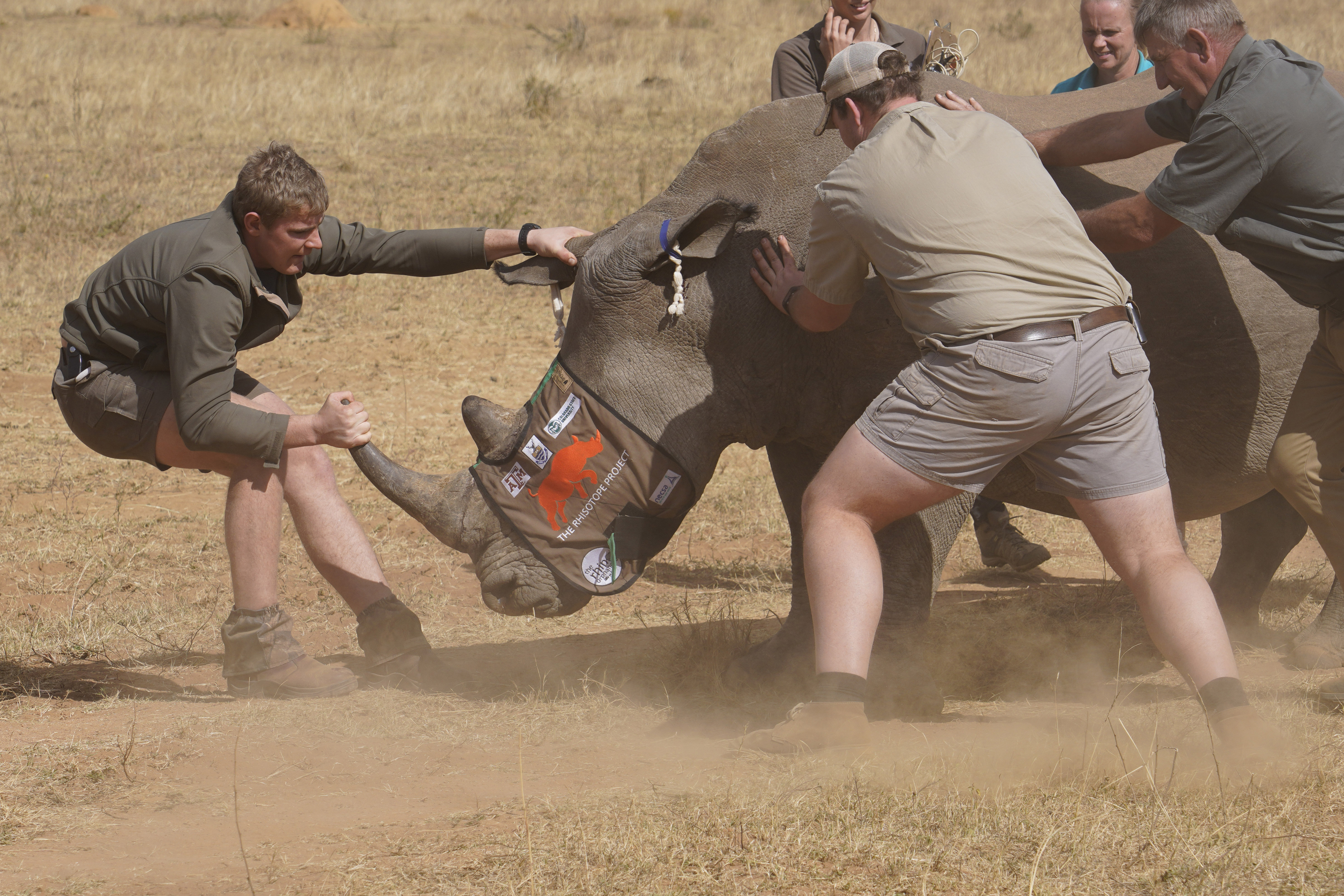 A sedated rhino is prepared to be tranquilized, before a hole is drilled into its horn and isotopes carefully inserted, at a rhino orphanage in the country's northern province of Limpopo, Tuesday, June 25, 2024. Researchers have started the final phase of a research project aimed at reducing rhino poaching by inserting radioisotopes into rhino horns to devalue one of the most highly trafficked wildlife commodities. (AP Photo/Denis Farrell)