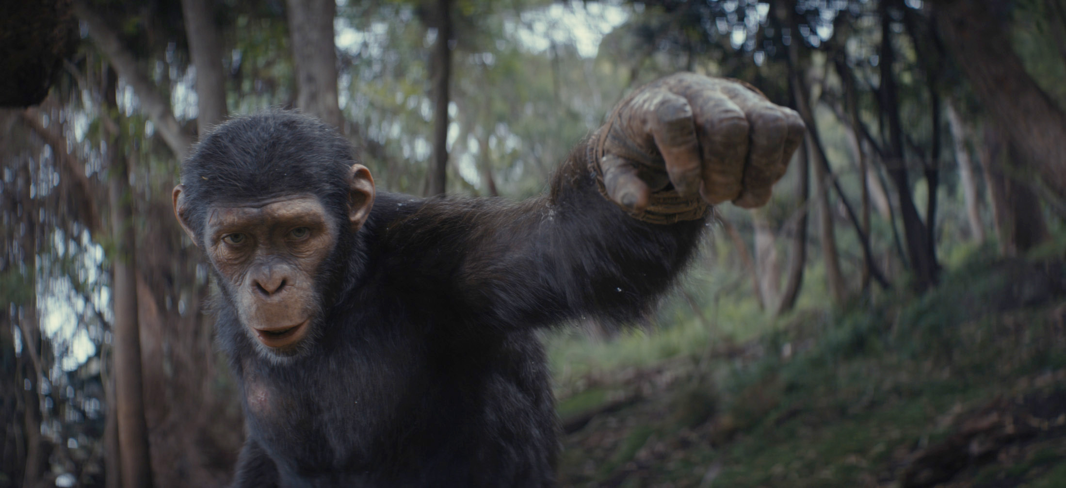 This image released by 20th Century Studios shows Noa, played by Owen Teague, in a scene from "Kingdom of the Planet of the Apes." (20th Century Studios via AP)