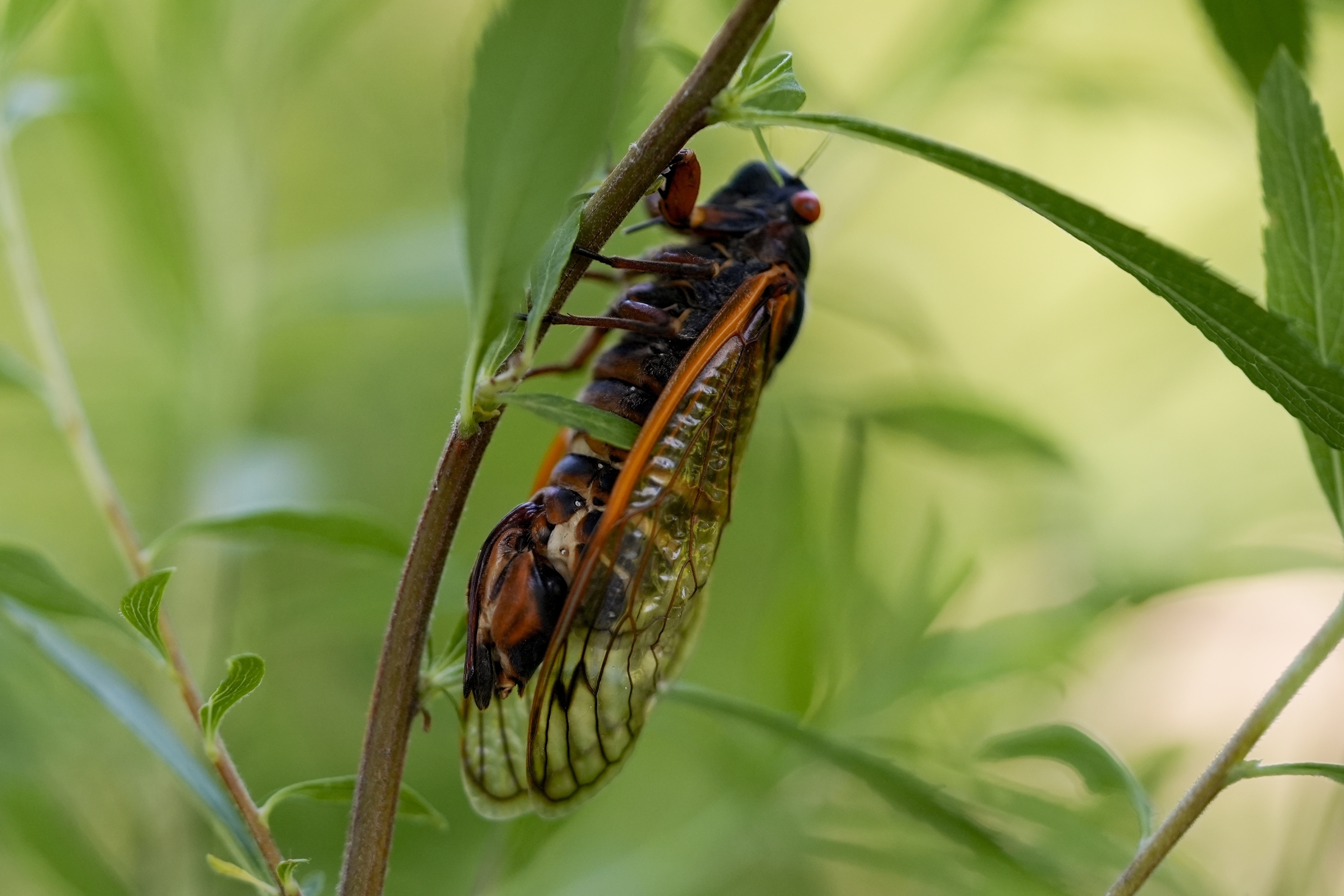 An intact female periodical cicada infected with the Massospora cicadina fungus is visible at Morton Arboretum on Thursday, June 6, 2024, in Lisle, Ill. West Virginia University mycology professor Matt Kasson is tracking the fungus, the only one on Earth that makes amphetamine. It takes control over the cicada, makes them hypersexual, looking to spread the parasite as a sexually transmitted disease. (AP Photo/Carolyn Kaster)