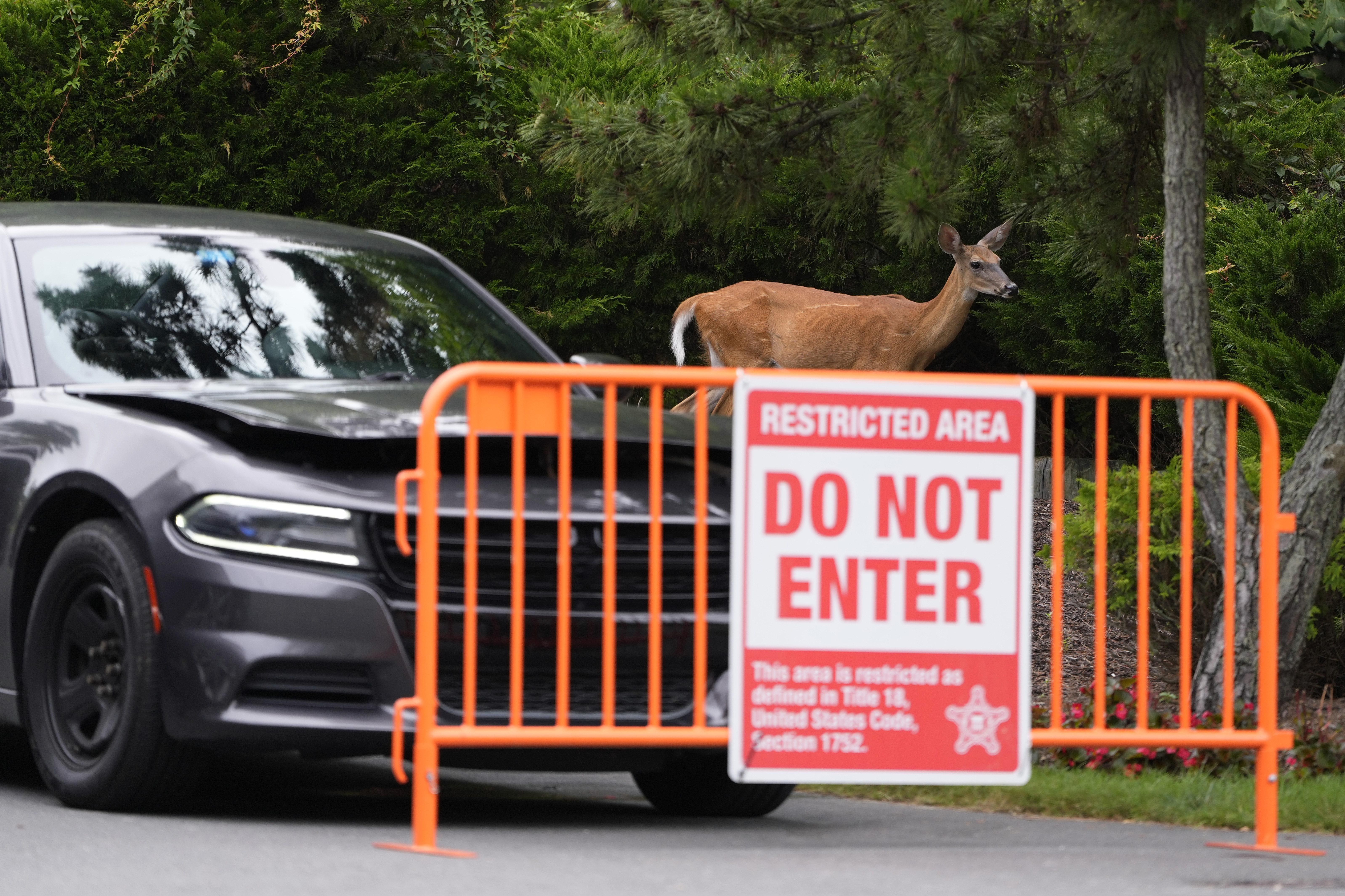 A deer walks past a law enforcement blockade of President Joe Biden's beach house neighborhood, Monday, July 22, 2024, in Rehoboth Beach, Del. (AP Photo/Matt Slocum)