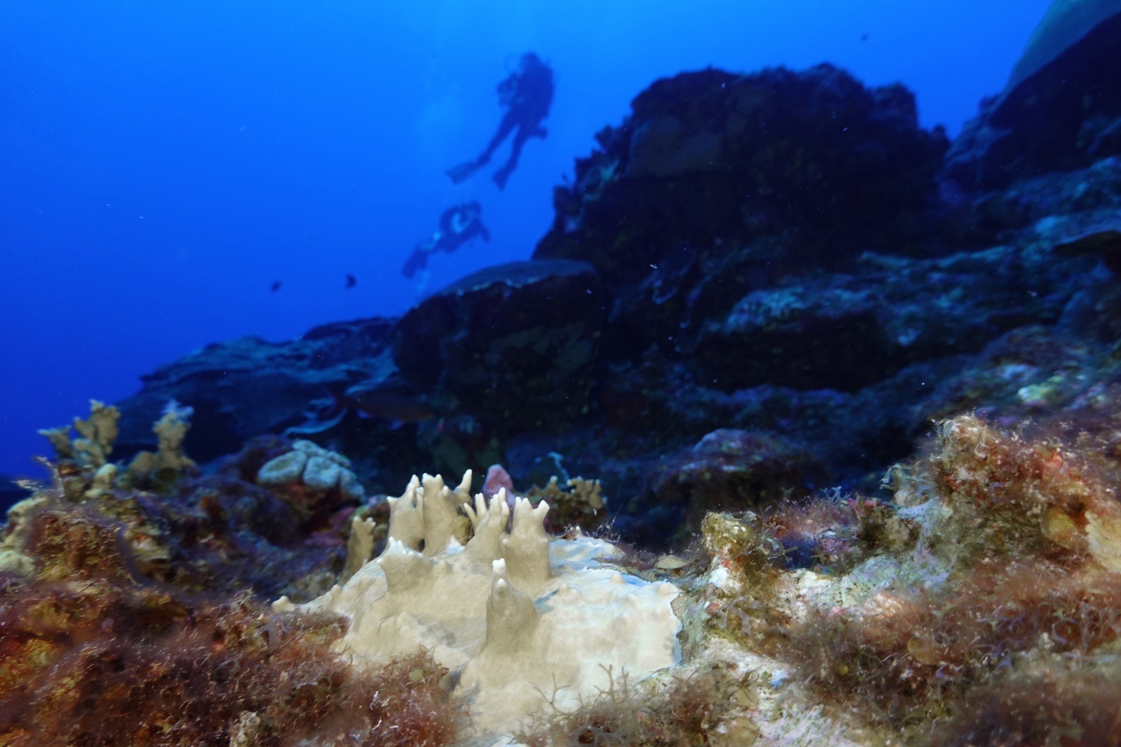 FILE - Bleached coral is visible at the Flower Garden Banks National Marine Sanctuary, off the coast of Galveston, Texas, in the Gulf of Mexico, Sept. 16, 2023. Ocean temperatures that have gone “crazy haywire” hot, especially in the Atlantic, are close to making the current global coral bleaching event the worst in history. It's so bad that scientists are hoping for a few hurricanes to cool things off. (AP Photo/LM Otero, File)