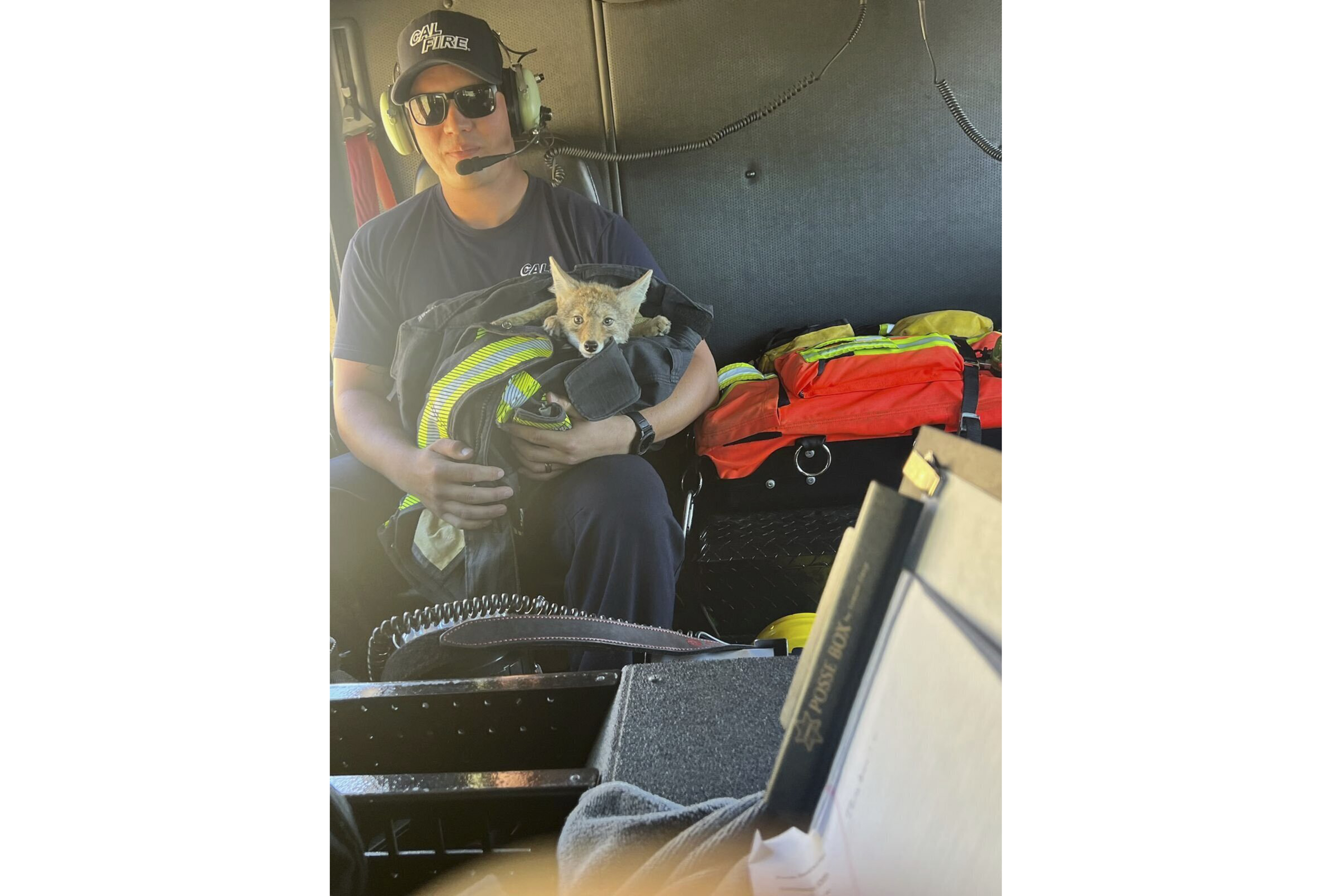 A coyote pup is held by a Cal Fire employee after being rescued Thursday, July 4, 2024, near San Mateo, Calif. (Cal Fire CZU San Mateo-Santa Cruzvia AP)