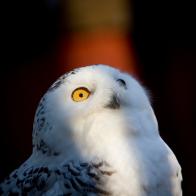 A captive Snowy Owl in winter quarters at the Raptor Center, Great Swamp National Wildlife Refuge, New Jersey. They, too, migrate. No matter where you are in North America, there are different opportunities to see different species. 