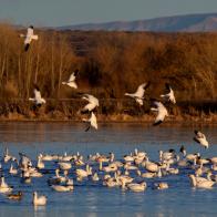 Snow geese are some of my favorite birds. They are beautiful to photograph, fun to watch, and their large congregations make for dramatic imagery. 