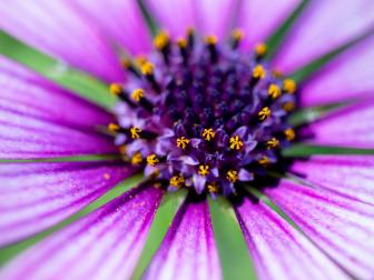 All around us are miniature worlds, if we are willing to get down on their level and look extremely close! This image was made with a special lens configuration that combines a 50mm macro with two extensino tubes, a 12mm and 25mm. Combined, these tiny little details of the flower become gigantic.