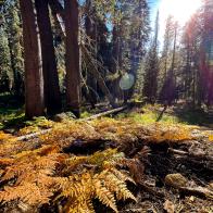 While hiking in Sequoia National Park, California, on the mountain trail known as the Lakes Trail, I limited myself to only the most basic set-up, the camera on my iPhone Pro Max 13.