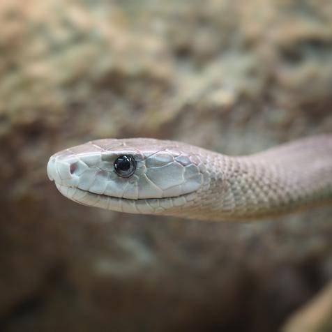 Black Mamba snake