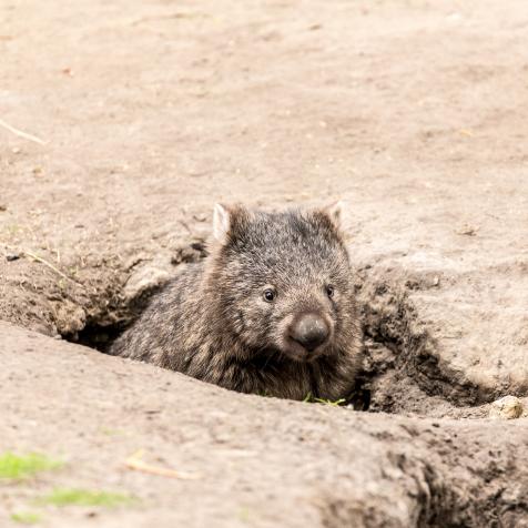 A Single wombat (Vombatus ursinus tasmaniensis) , the largest burrowing  mammal ,    coming out of itâ  s burrow near Bischeno , Tasmania.