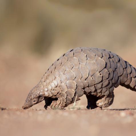 Pangolin searching for ants