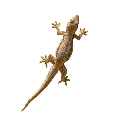 A lizard on a white background