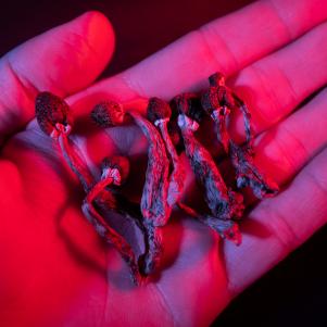 Psilocybin and magic mushrooms, effects and risks