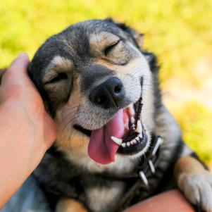 cute dog put his face on his knees to the man and smiling from the hands scratching her ear