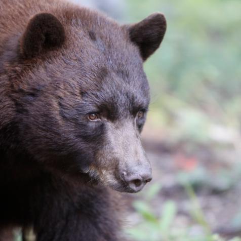 This bear was photographed in the mountains near Angel Fire, New Mexico.  Its intense demeanor would be scary if you ran into in in the woods.