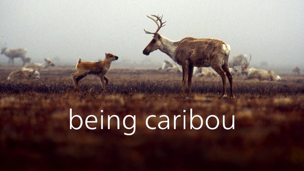 Being Caribou