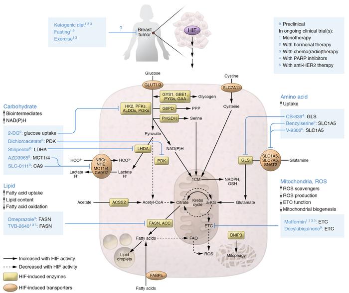 HIFs drive reprogramming of multiple metabolic pathways in breast cancer...