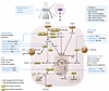 HIFs drive reprogramming of multiple metabolic pathways in breast cancer.