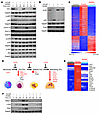 CST6 protein selectively inhibits the noncanonical NF-κB signaling pathway