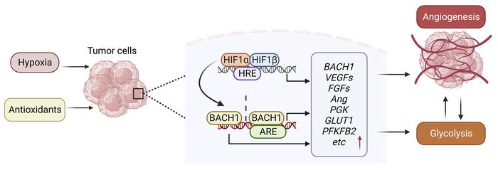 graphical abstract