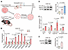 Antioxidants stabilize BACH1 and induce angiogenesis gene expression in NSC