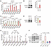 BACH1 controls the expression of angiogenesis genes under normoxia.