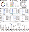 BACH1-mediated expression of angiogenesis and glycolysis genes correlates w