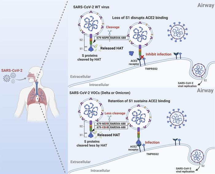 graphical abstract